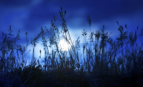 Close-up of grass on field against sky