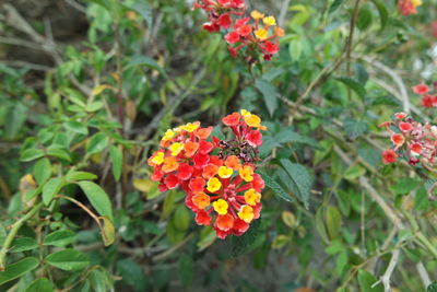 Close-up of orange flowers blooming in park