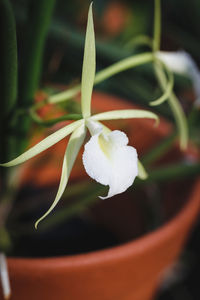 Close-up of white flowers