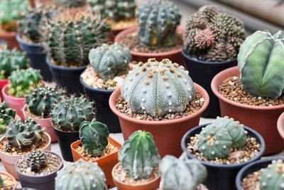 Close-up of potted plants for sale at market