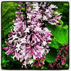 Close-up of pink flowers