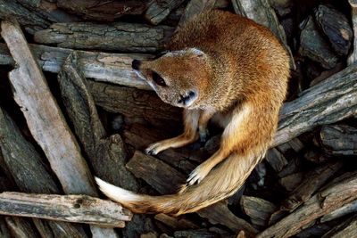 High angle view of a jackal on logs