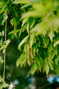 Close-up of plant