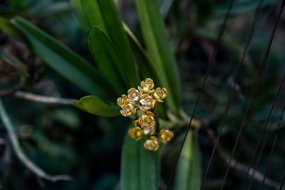 Close-up of red flowering plant