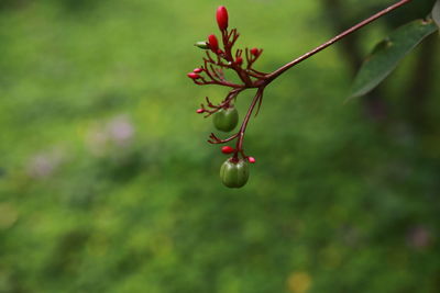 Close-up of red berries growing on tree