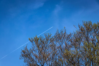 Low angle view of trees against blue sky