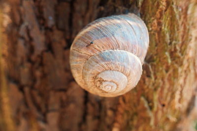Close-up of snail