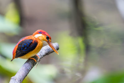 Close-up of a bird perching on branch