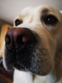 Close-up portrait of dog