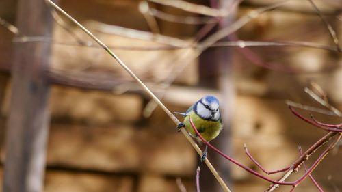 Close-up of bluetit perching on plant