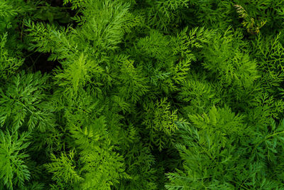 Full frame shot of plants