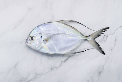 High angle view of dead fish in snow