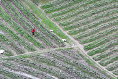 High angle view of person walking on field