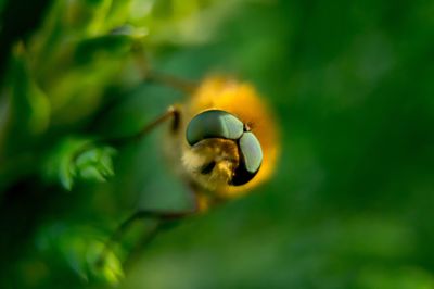 Close-up of ladybug on leaf