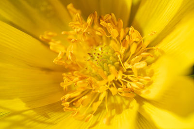 Close-up of yellow flower