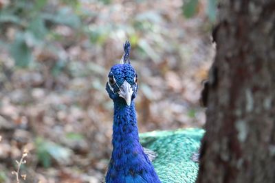 Close-up of peacock