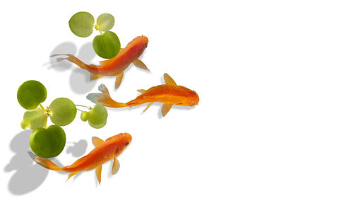 Close-up of orange chili pepper against white background