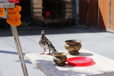 View of birds perching on table