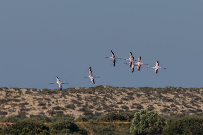 Low angle view of birds flying against clear sky