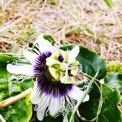 Close-up of purple flower blooming outdoors