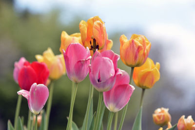 Close-up of pink and orange tulips