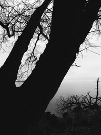 Low angle view of silhouette bare trees against sky