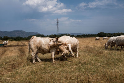 Sheep in a field