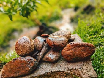 Close-up of mushrooms growing on field