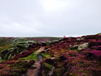 Flowers growing on mountains against sky