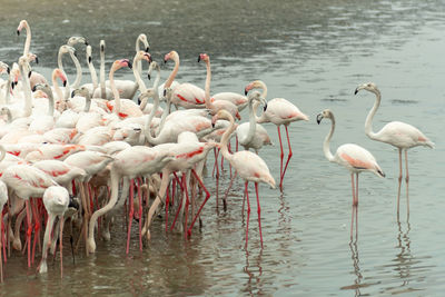 Flock of birds in lake