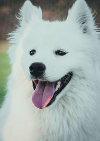 Close-up of a dog