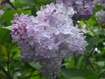 Close-up of purple flowers blooming outdoors