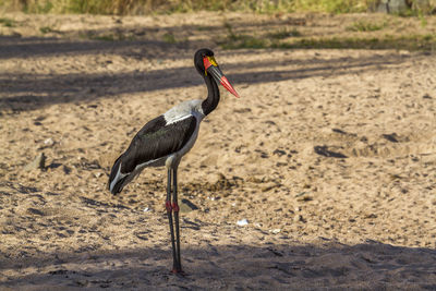 Close-up of a bird