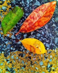 High angle view of orange leaves