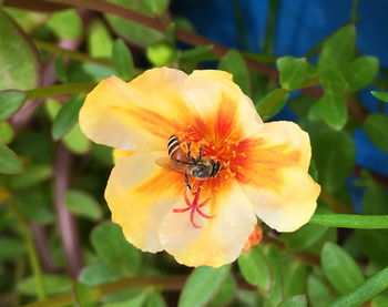 Close-up of insect pollinating on flower