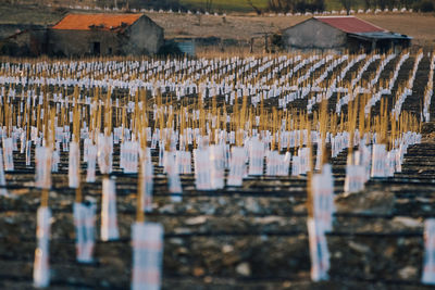 Panoramic view of cemetery against building