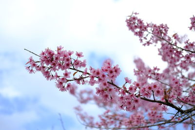 Low angle view of cherry blossom tree