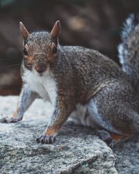 Close-up portrait of squirrel on rock