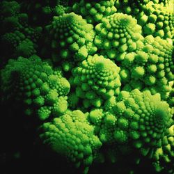 Full frame shot of green leaves