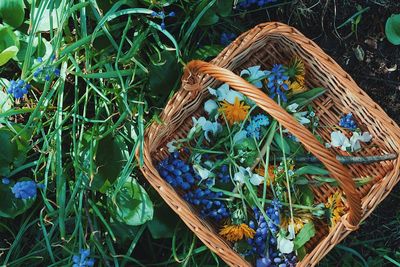 High angle view of flowers in basket on field