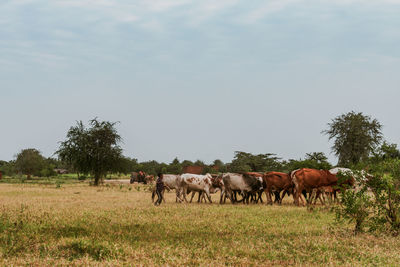 Cows in a field grazing 