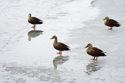 Birds perching on lake during winter