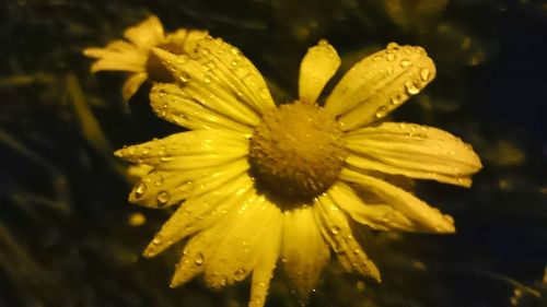 Close-up of water drops on yellow flower