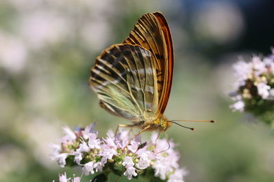 Close-up of butterfly pollinating on flower