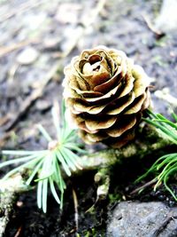 Close-up of plant against blurred background