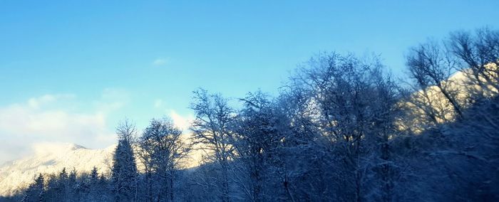 Low angle view of bare trees against blue sky
