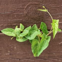 Close-up of leaves