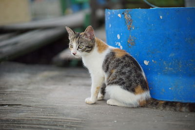 Portrait of cat sitting outdoors