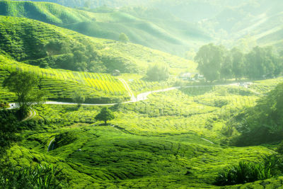 High angle view of trees on landscape