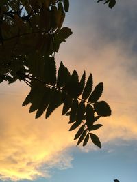 Low angle view of silhouette tree against sky at sunset